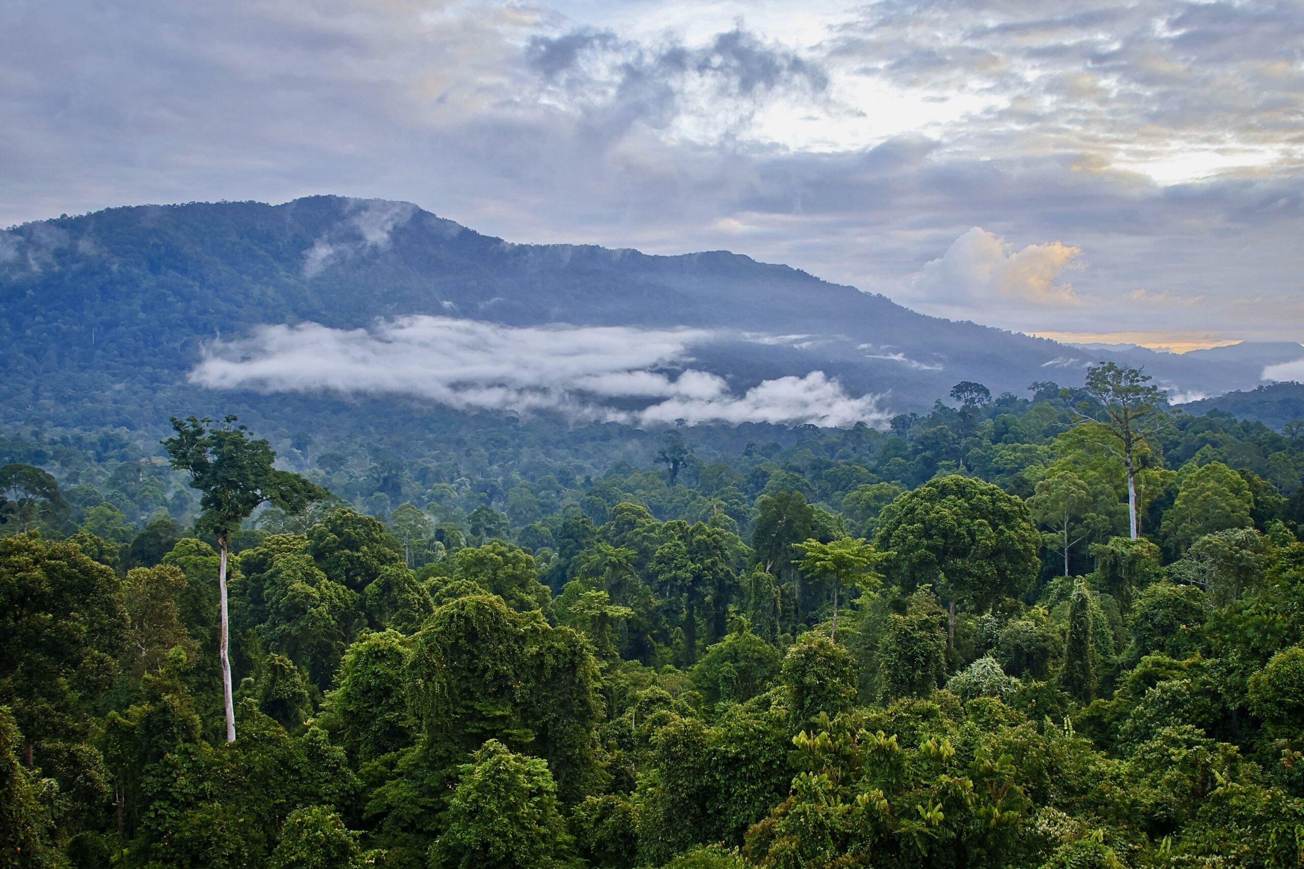 Maliau Basin rainforest stream crossing