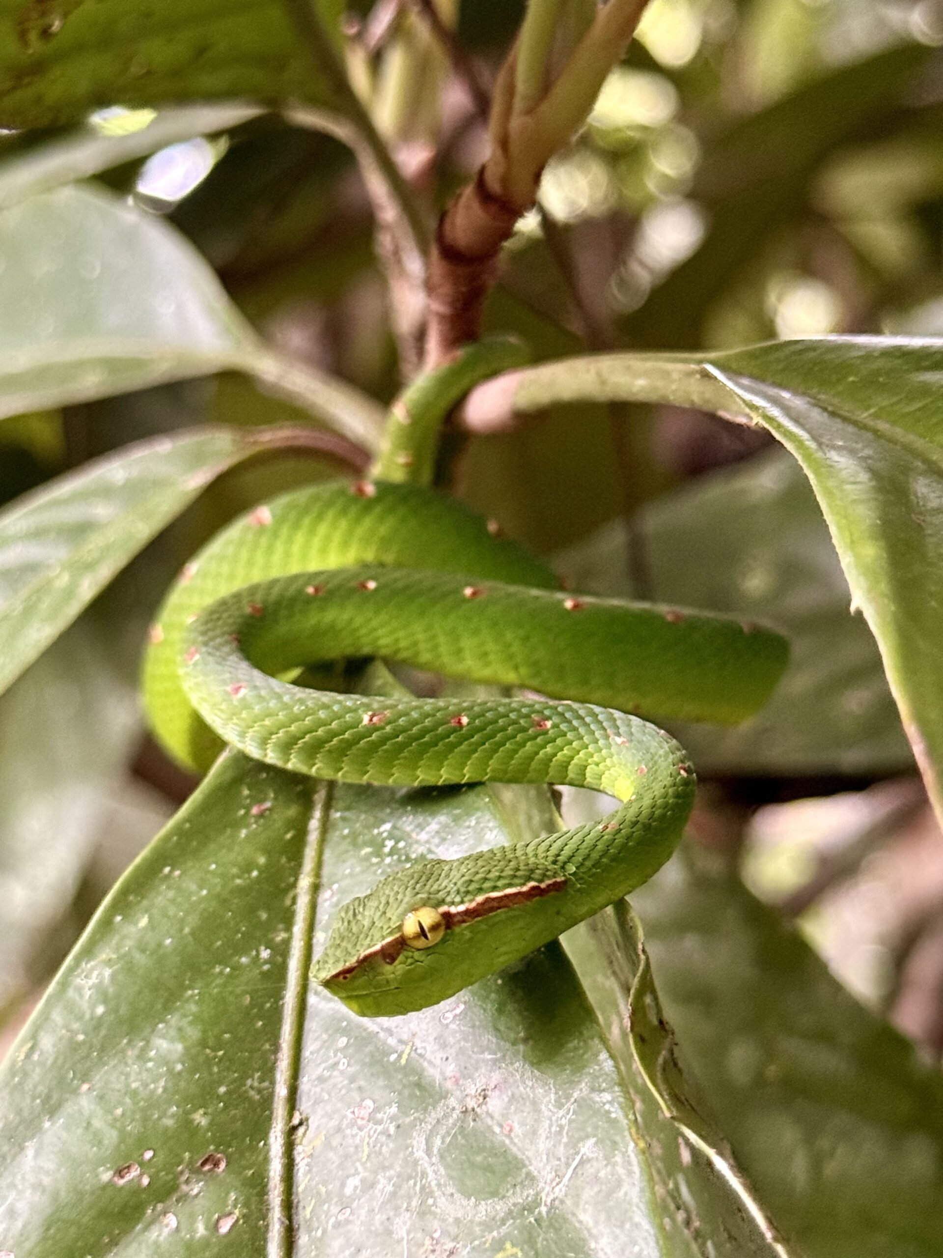 Maliau Basin rainforest trail experience