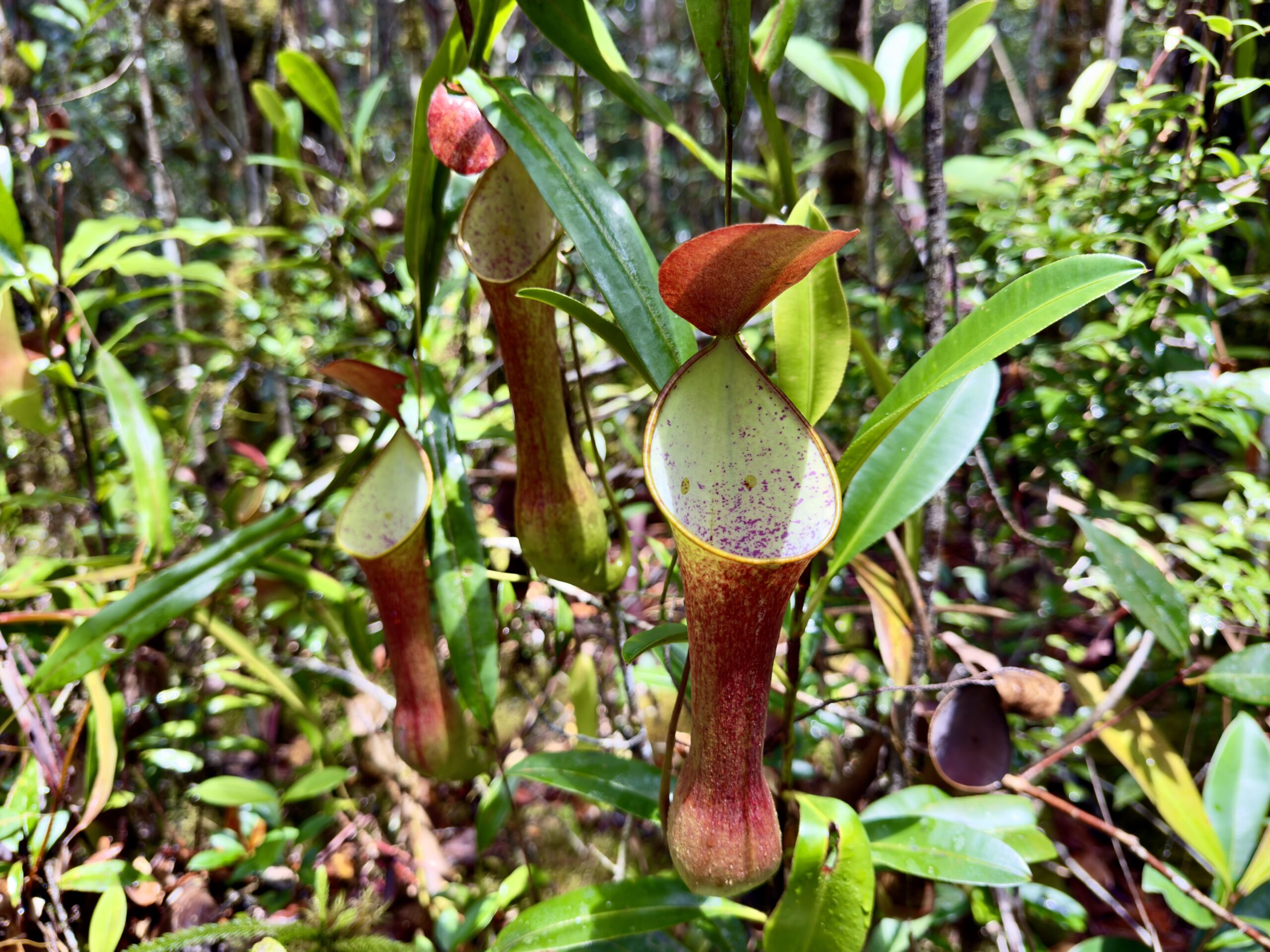 Maliau Basin jungle hiking experience