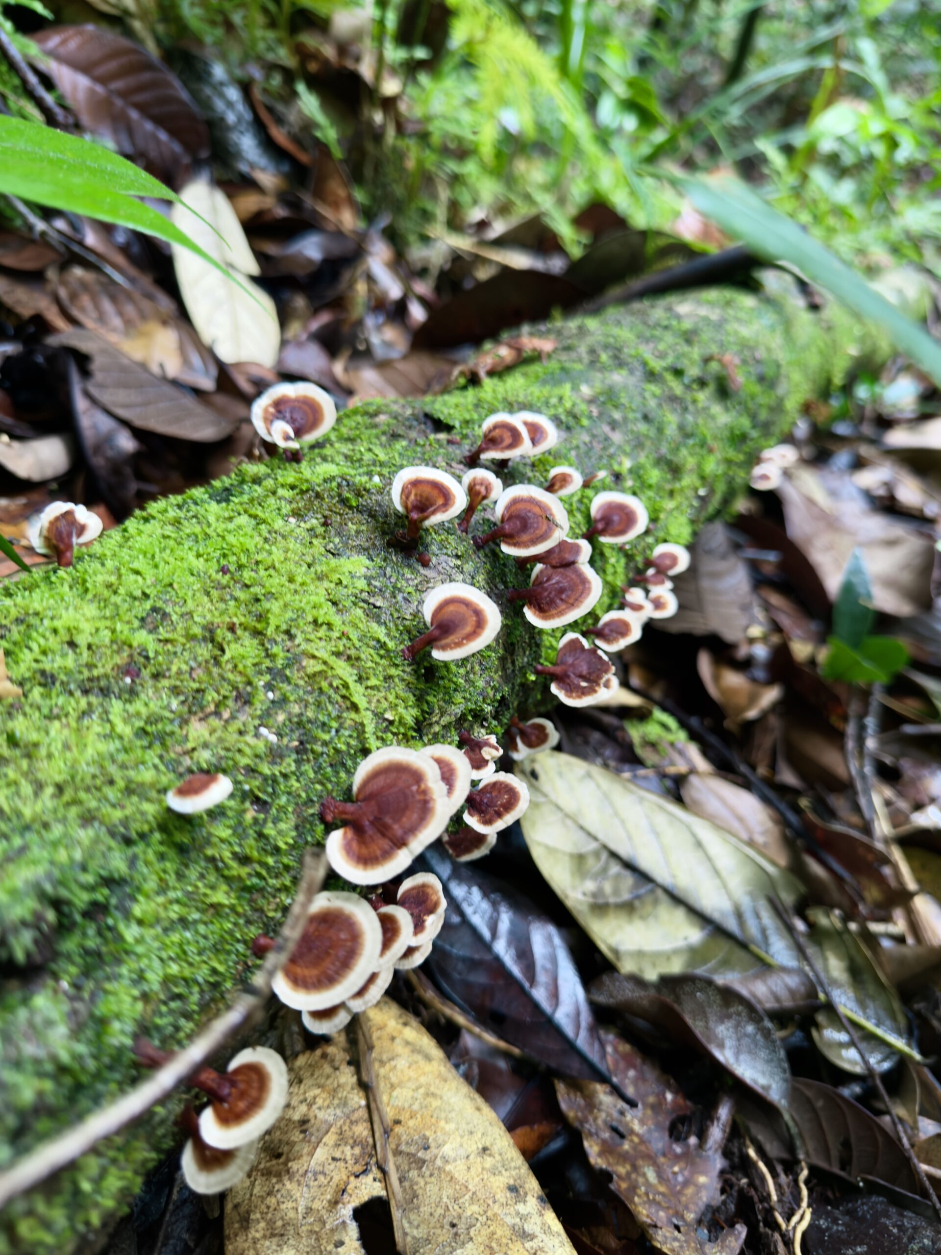 Maliau Basin jungle trekking adventure