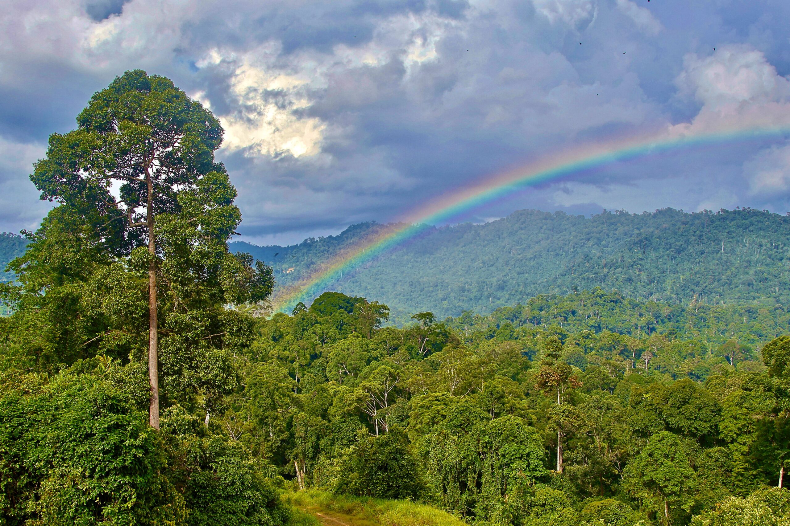 Maliau Basin dense rainforest scenery