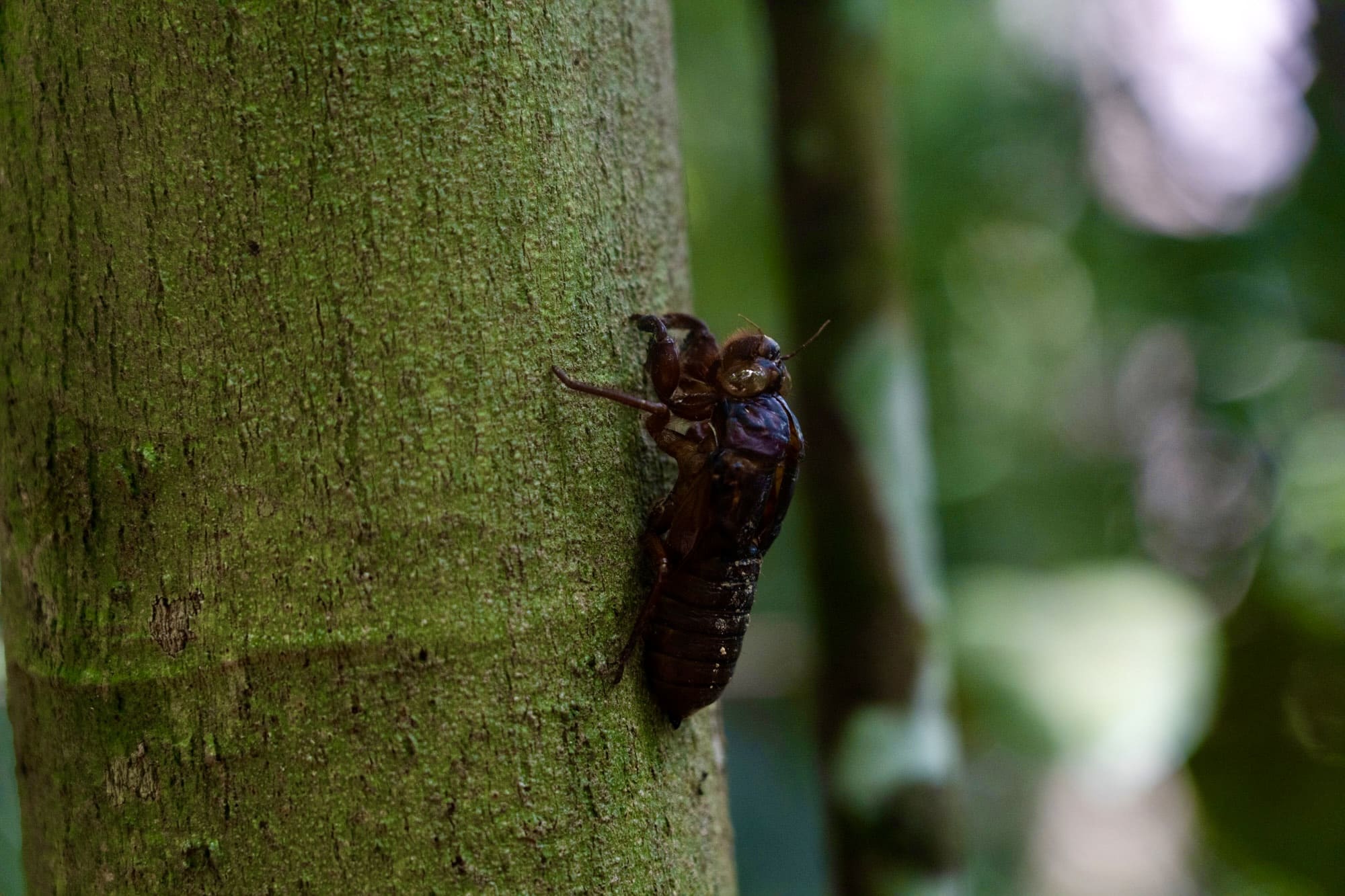 Maliau Basin jungle trekking trail