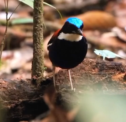 Wildlife species in Maliau Basin Conservation Area