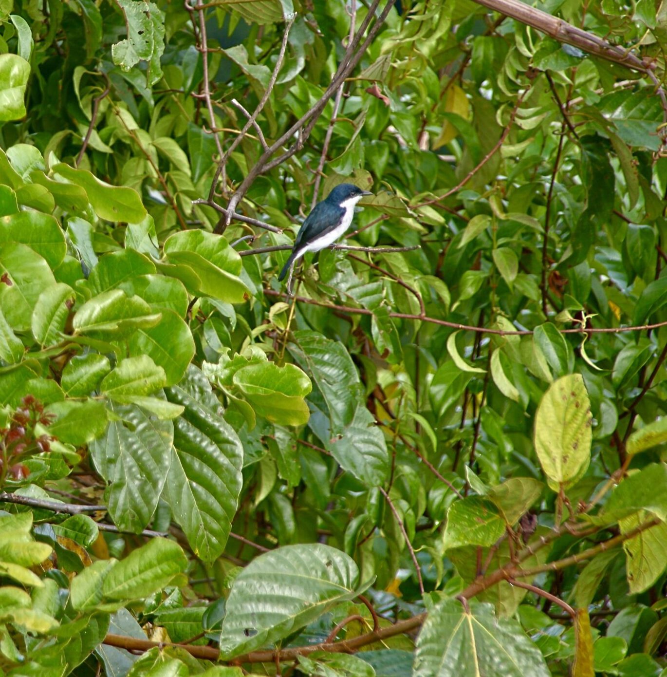 Maliau Basin rainforest biodiversity