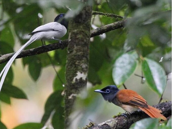 Asian Paradise Flycatcher in Maliau Basin rainforest