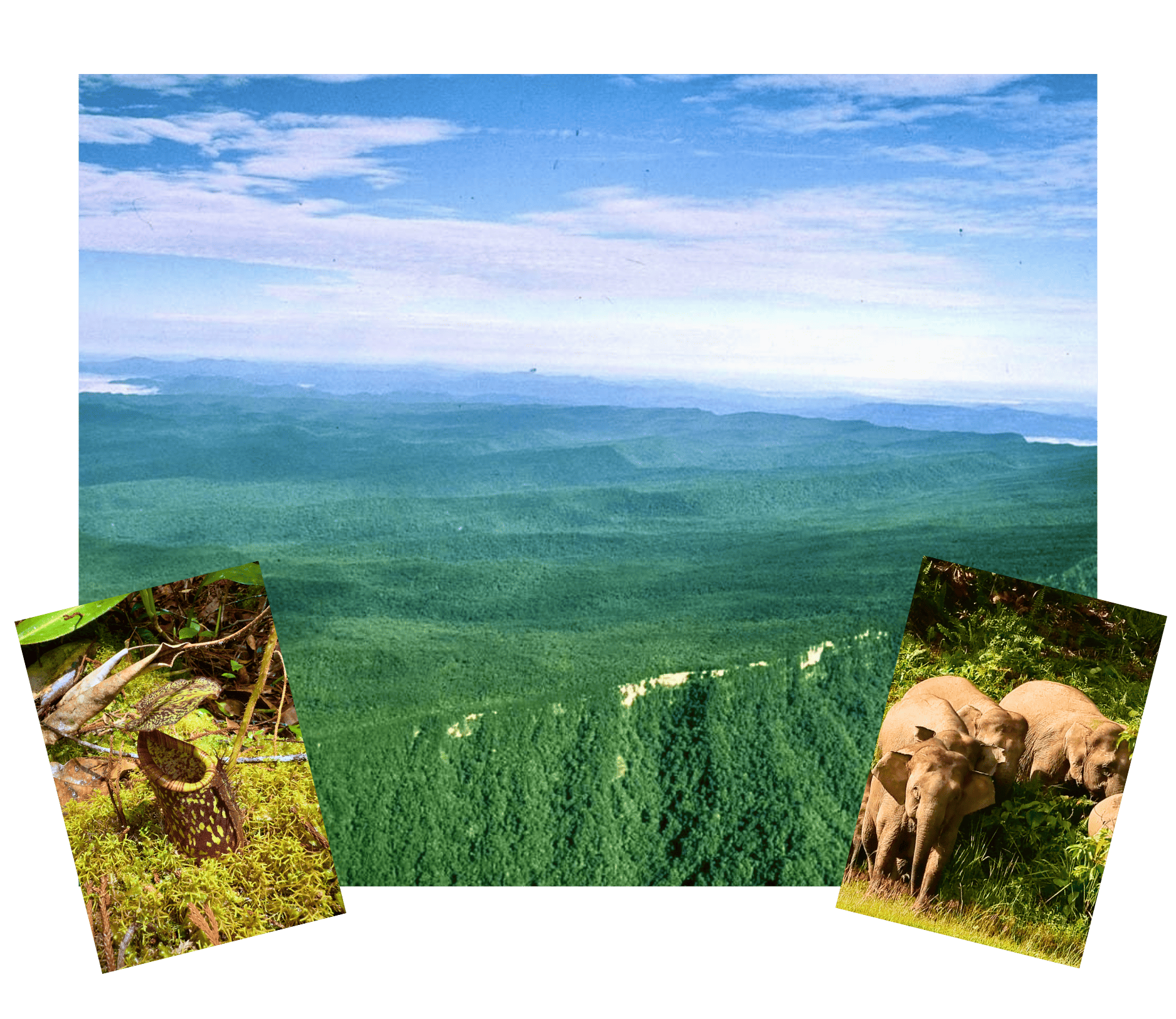Maliau Basin adventure branding graphic