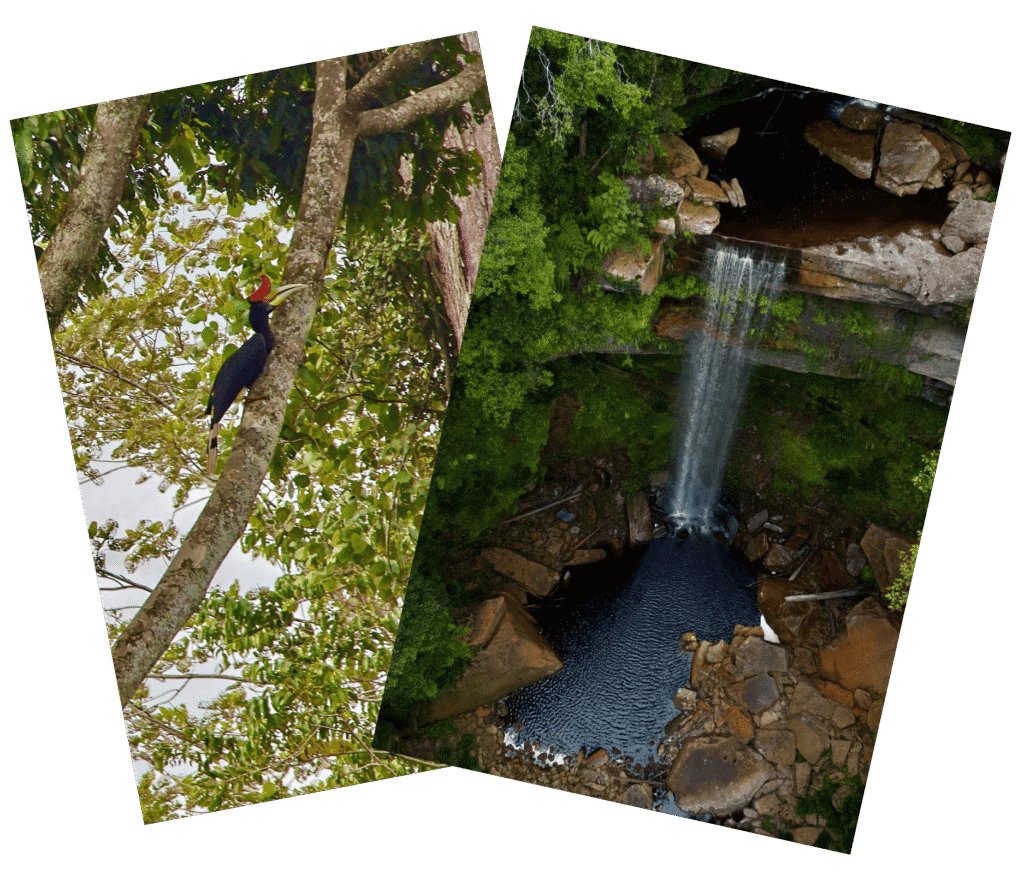 Maliau Basin rainforest expedition graphic