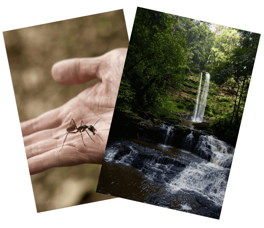 Maliau Basin wildlife and trekking graphic